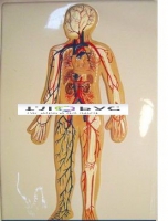 Модель барельефная «Кровеносная система» - «globural.ru» - Москва