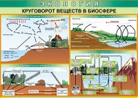 Таблица Круговорот веществ в биосфере 1000*700 винил - «globural.ru» - Москва