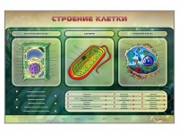 Электрифицированный стенд "Строение клетки" с маркерными полями - «globural.ru» - Москва