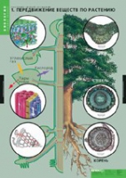 Биология. Растение - живой организм (комплект таблиц) - «globural.ru» - Москва