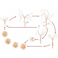 Модель-аппликация Строение и цикл развития гидры - «globural.ru» - Москва