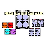 Модель-аппликация "Биосинтез белка" (ламинированная) - «globural.ru» - Москва