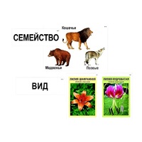 Модель-аппликация "Классификация растений и животных" (ламинированная) - «globural.ru» - Москва