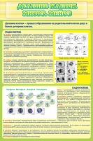 Стенд "Деление клеток митоз, мейоз" - «globural.ru» - Москва