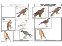 Комплект дидактических карточек: "Систематика и экология птиц" (95 штук, цвет., лам.) - «globural.ru» - Москва