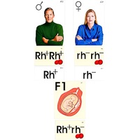 Модель-аппликация "Наследование резус-фактора" (ламинированная) - «globural.ru» - Москва