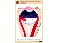 Рельефная таблица "Глаз. Строение" (формат А1, матовое ламинир.) - «globural.ru» - Москва