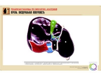 Рельефная таблица "Печень. Висцеральная поверхность" (формат А1, матовое ламинир.) - «globural.ru» - Москва
