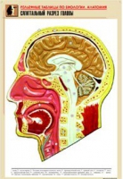Рельефная таблица "Сагиттальный разрез головы" (формат А1, матовое ламинир.) - «globural.ru» - Москва