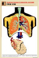 Рельефная таблица "Строение легких" (формат А1, матовое ламинир.) - «globural.ru» - Москва