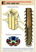 Рельефная таблица "Строение спинного мозга " (формат А1, матовое ламинир.) - «globural.ru» - Москва