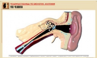 Рельефная таблица "Ухо человека" (формат А1, матовое ламинир.) - «globural.ru» - Москва