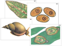 Модель-аппликация "Циклы развития печеночного сосальщика и бычьего цепня" (ламинированная) - «globural.ru» - Москва