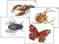 Модель-аппликация "Разнообразие беспозвоночных" (ламинированная) - «globural.ru» - Москва
