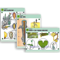 Комплект таблиц по биологии демонстрационный "Ботаника 1" (12 таблиц, формат А1, лам.) - «globural.ru» - Москва