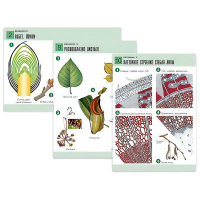 Комплект таблиц по биологии демонстрационный "Ботаника 2" (18 таблиц, формат А1, лам. - «globural.ru» - Москва