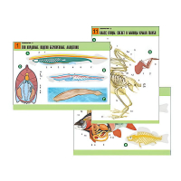 Комплект таблиц по биологии демонстрационный "Зоология 2" (16 таблиц, формат А1, лам.) - «globural.ru» - Москва