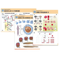 Комплект таблиц по биологии демонстрационный "Общая биология 1" (16 таблиц, формат А1, лам.) - «globural.ru» - Москва
