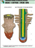 Рельефная таблица "Внешнее и внутреннее строение корня" (формат А1, матовое ламинир.) - «globural.ru» - Москва