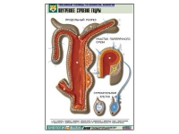 Рельефная таблица "Внутреннее строение гидры" (формат А1, матовое ламинир.) - «globural.ru» - Москва