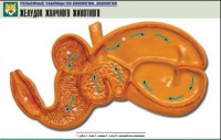 Рельефная таблица "Желудок жвачного животного" (формат А1, матовое ламинир.) - «globural.ru» - Москва