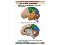 Рельефная таблица "Доли полушарий головного мозга" - «globural.ru» - Москва