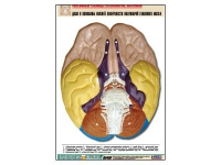 Рельефная таблица "Доли и извилины нижней поверхности полушарий головного мозга" - «globural.ru» - Москва
