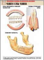 Рельефная таблица "Челюсти и зубы человека" (формат А1, матовое ламинир.) - «globural.ru» - Москва