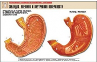 Рельефная таблица "Желудок. Внешняя и внутренняя поверхности" (формат А1, матовое ламинир.) - «globural.ru» - Москва