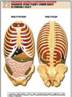 Рельефная таблица "Расположение органов грудной и брюшной полостей по отношению к скелету"(формат А1, лам.) - «globural.ru» - Москва