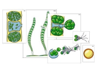 Модель-аппликация "Размножение многоклеточной водоросли" (ламинированная) - «globural.ru» - Москва