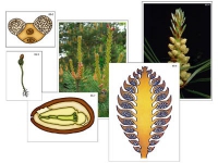 Модель-аппликация "Размножение сосны" (ламинированная) - «globural.ru» - Москва