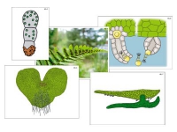 Модель-аппликация "Размножение папоротника" (ламинированная) - «globural.ru» - Москва