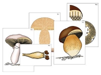 Модель-аппликация "Размножение шляпочного гриба" (ламинированная) - «globural.ru» - Москва