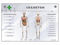 Электрифицированный стенд-тренажер "Скелетон" - «globural.ru» - Москва