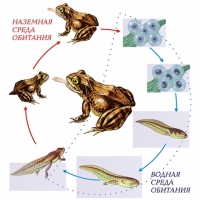 Модель-аппликация Цикл развития лягушки - «globural.ru» - Москва