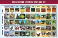 Таблица демонстрационная "Почвы, растения и животные природных зон" (винил 100x140) - «globural.ru» - Москва