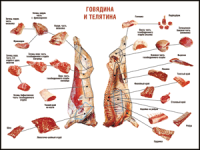 Правила разделки мясных туш "Говядина и телятина" 1000*1400 винил - «globural.ru» - Москва