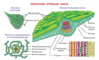 Плакаты и таблицы по биологии - «globural.ru» - Москва