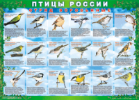 Таблица Птицы России из  4 листов в комплекте 1000*1400 винил	 - «globural.ru» - Москва