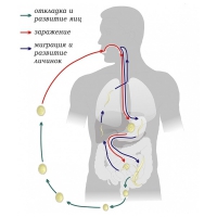 Модель-аппликация Цикл развития аскариды - «globural.ru» - Москва