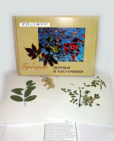 Гербарий Деревья и кустарники (20 видов) - «globural.ru» - Москва
