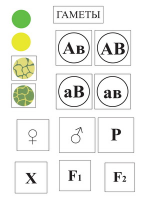 Модель-аппликация Дигибридное скрещивание  и  его цитологические основы - «globural.ru» - Москва