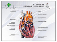 Стенд "Строение сердца человека" - «globural.ru» - Москва