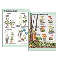 Комплект таблиц для начальной школы "Окружающий мир. Грибы. Растительный мир" - «globural.ru» - Москва