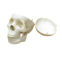 Модель "Череп человека" - «globural.ru» - Москва