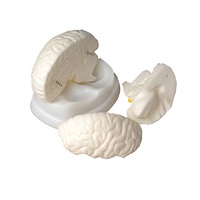 Модель мозга в разрезе - «globural.ru» - Москва