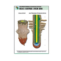 Рельефная таблица "Внешнее и внутреннее строение корня" (формат А1, матовое ламинир.) - «globural.ru» - Москва