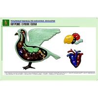 Рельефная таблица "Внутреннее строение голубя" (формат А1, матовое ламинир.) - «globural.ru» - Москва