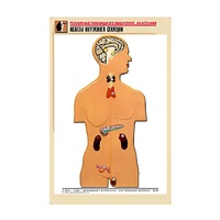 Рельефная таблица "Железы внутренней секреции" (формат А1, матовое ламинир.) - «globural.ru» - Москва